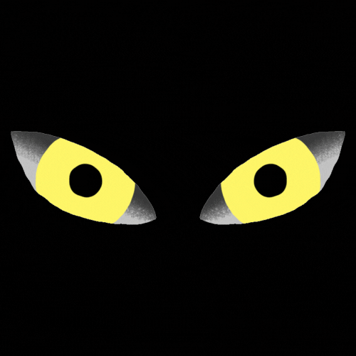 cat eyes in the dark