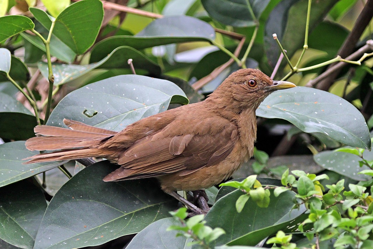 clay-colored thrush